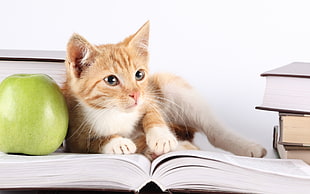orange Tabby kitten lying on open book beside green apple