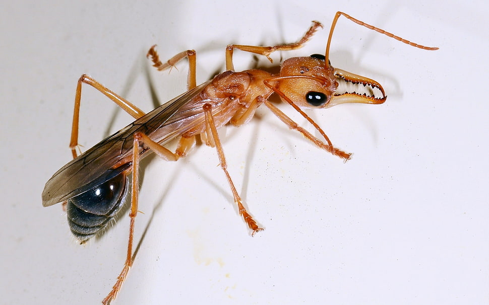 brown insect HD wallpaper