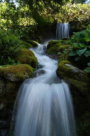 running water surrounded by green leaved trees during daytime HD wallpaper