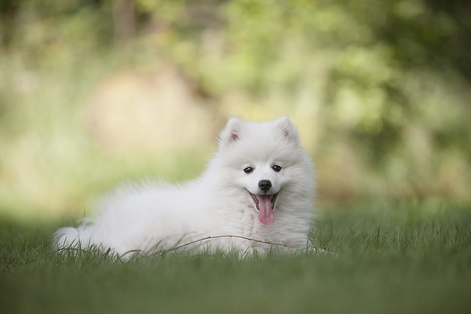 American Eskimo Dog puppy on grass field HD wallpaper