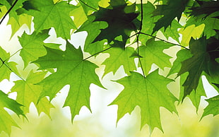 close up photo of green leaf tree, leopard HD wallpaper