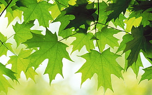close up photo of green leaf tree, leopard