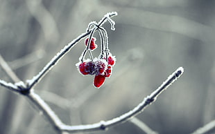 red cherries, winter, frost, nature, macro HD wallpaper