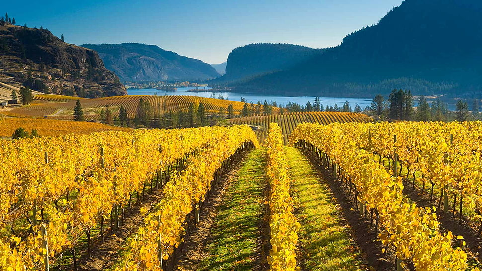 grape trees, landscape, field HD wallpaper