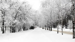 white pathway in between snow covered trees HD wallpaper