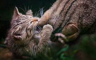 fighting tow brown tabby cats HD wallpaper