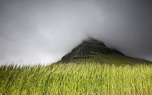 green grass and mountain, mist, mountains, grass, clouds HD wallpaper