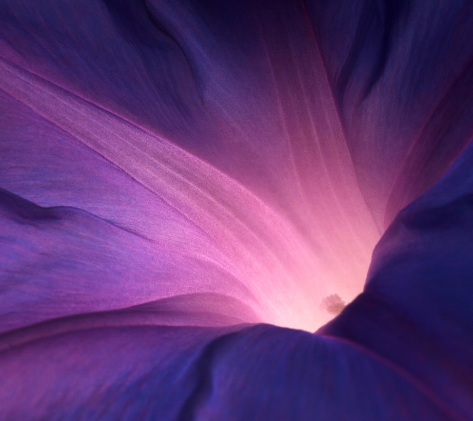 purple digital wallpaper, flowers HD wallpaper