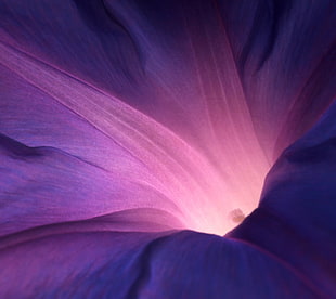 purple digital wallpaper, flowers