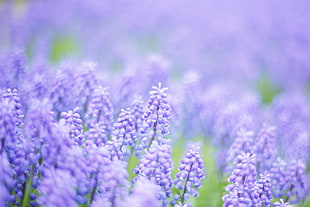 tilt shift lens of purple beets flowers HD wallpaper