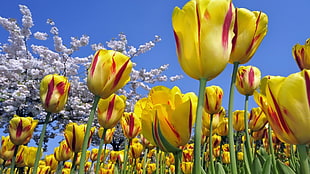 yellow tulip flowers HD wallpaper