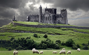 gray Gothic castle, landscape, castle, church, ruins