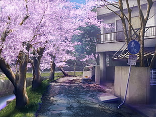 pink leafed trees near gray 2-storey house wallpaper, manga