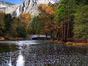 body of water surrounded by forest trees under blue sky, yosemite national park HD wallpaper