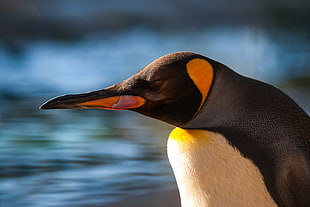 Penguin beside seashore during daytime, king penguin HD wallpaper