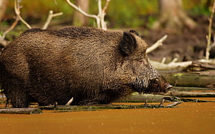 selective photography of wild boar HD wallpaper