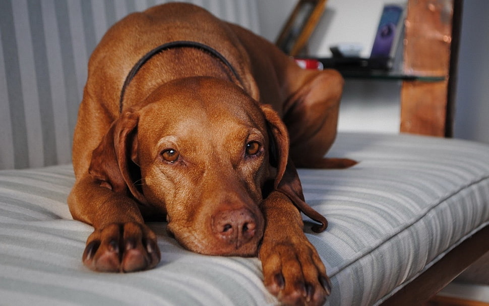 brown dog HD wallpaper