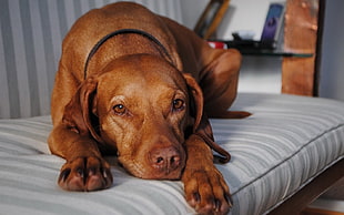 brown dog HD wallpaper