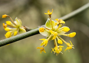 yellow tree blossom in closeup photo, flower