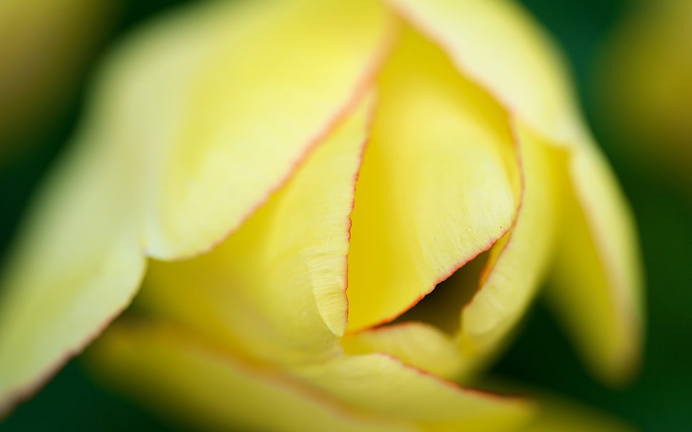 close up photo of yellow petal flower HD wallpaper