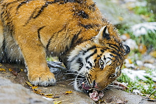 tiger eating meat HD wallpaper