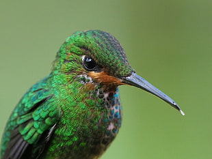 selective focus wildlife photography of green long-beak bird HD wallpaper