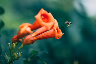honeybee in flight near orange bell flower in closeup photo