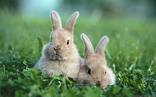 two brown rabbits, animals, rabbits HD wallpaper