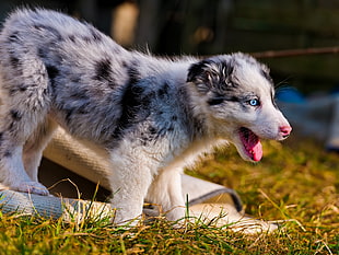 closeup photo of blue merle Australian Shepherd puppy