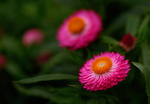 closeup photo of pink petaled flower at daytime, hong kong HD wallpaper