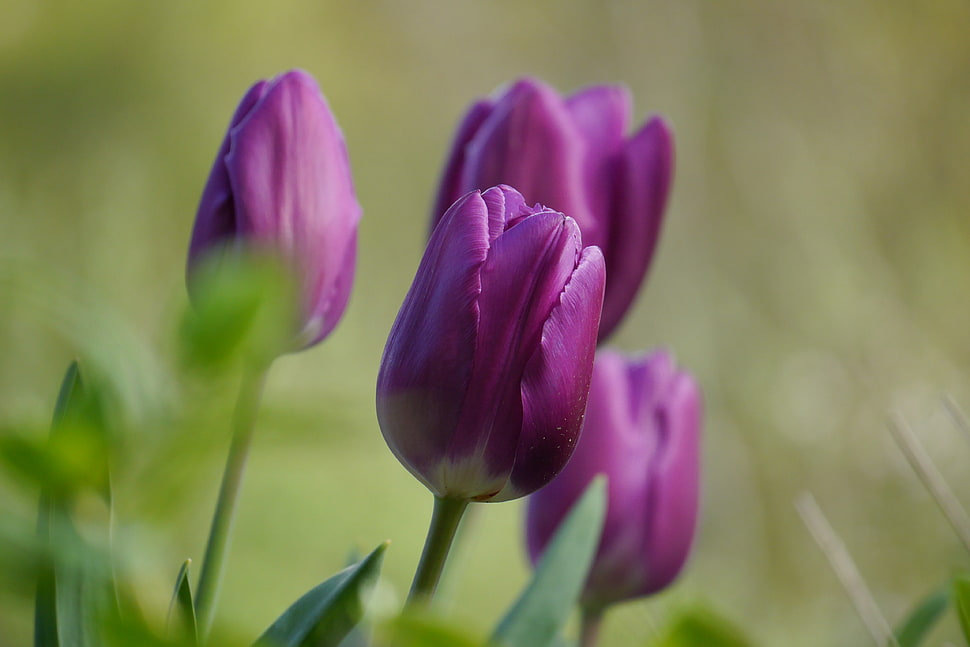 pink Tulips closeup photography at daytime HD wallpaper
