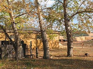 trees near fence and house