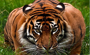 adult Bengal tiger, tiger, animals HD wallpaper