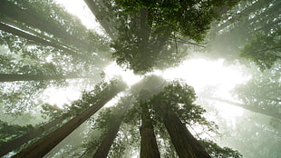 worm's-eye-view of fogy forest, nature, trees