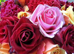 red,pink,and brown 3D flowers wallpaper