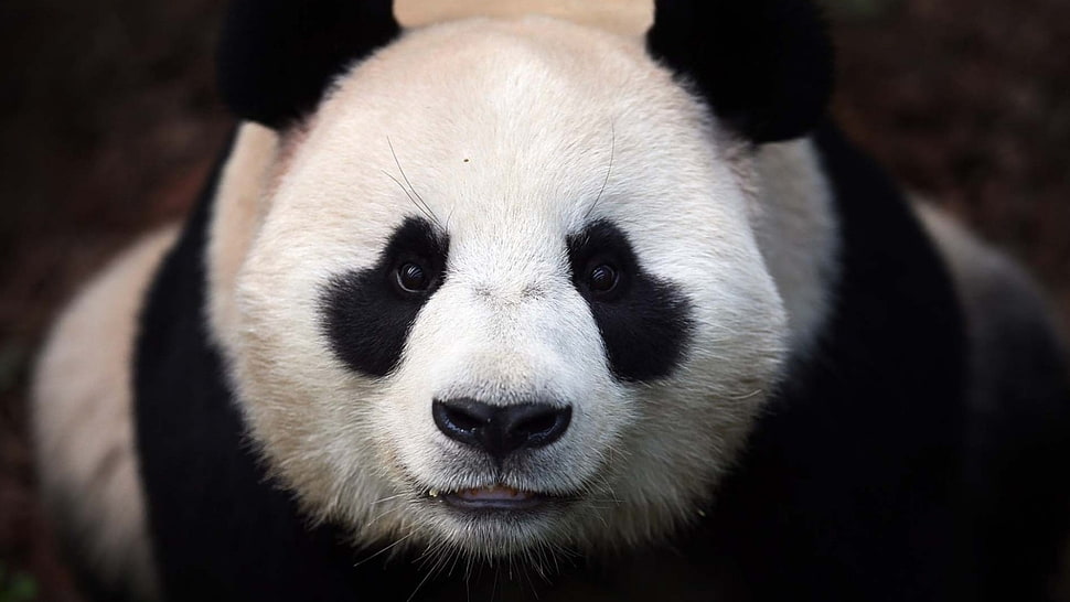 white and black Panda HD wallpaper