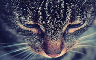 close up photo of silver tabby cat HD wallpaper