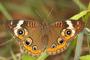close-up photo of brown, blue, and white Butterfly, common buckeye