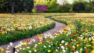 poppy flower field, garden, poppies, flowers, trees
