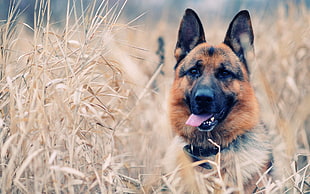 short-coated brown sog, dog, German Shepherd, animals HD wallpaper
