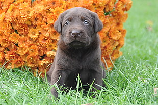 black Labrador retriever puppy on grass HD wallpaper