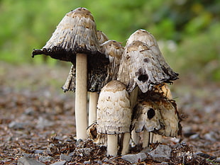 close-up photography of brown mushrooms HD wallpaper