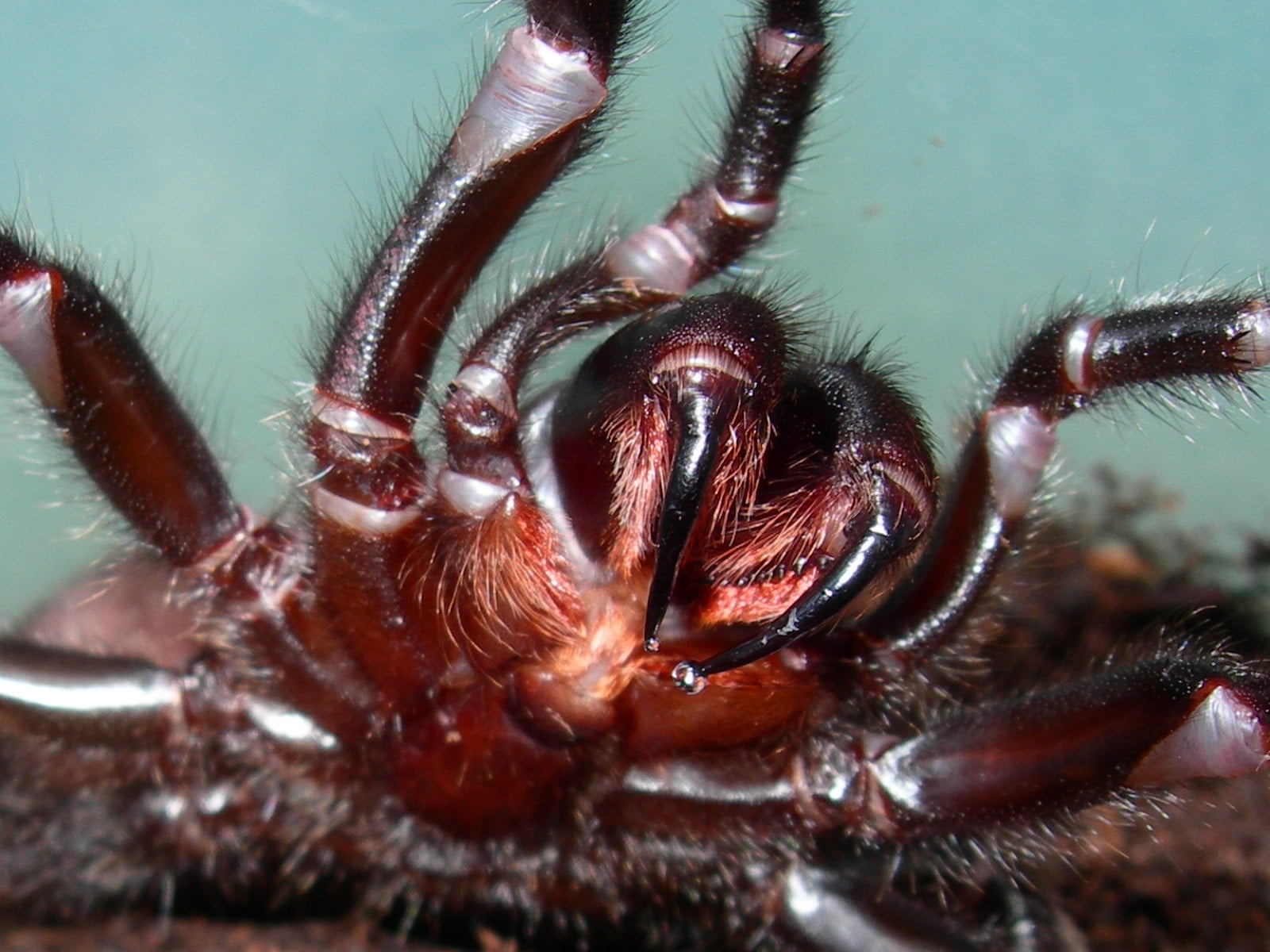macro photography of brown spider
