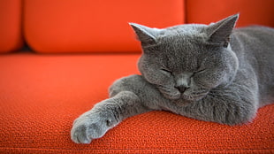short-fur gray cat sleeping on red cushion
