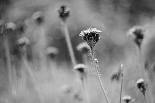 grayscale photography of flowers HD wallpaper