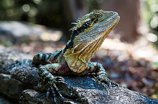 close-up focus photo of a green and black iguana on grey stone