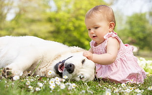 baby in pink dress playing with the yellow Labrador Retriever dog during daytime