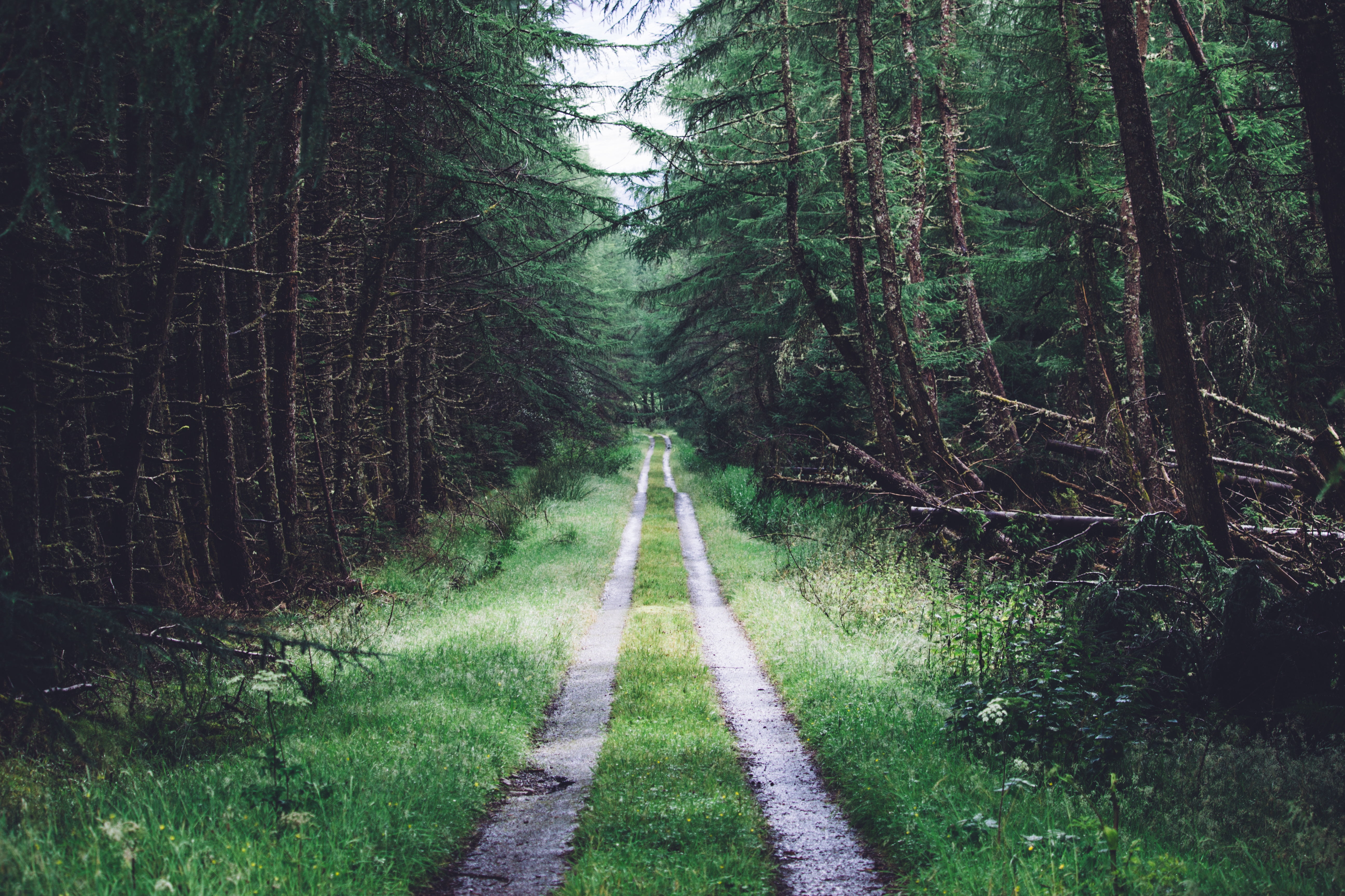 green trees, UK, forest, path, dark