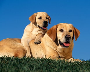 brown Labrador Retriever with puppy