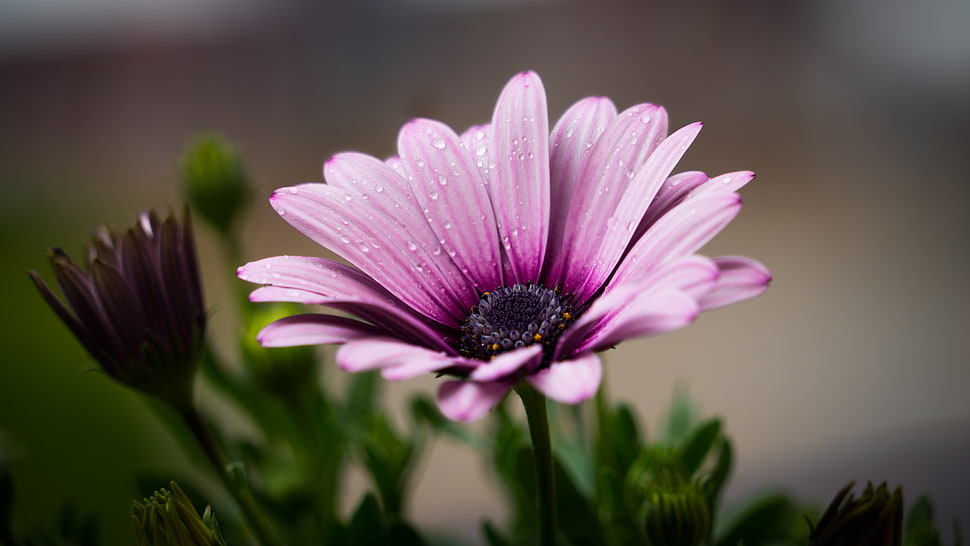 Purple Petal Flower HD wallpaper